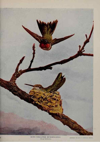 Reproducción/Reproduction 8343606078: Birds and nature in natural colors :. Chicago :A.W. Mumford, Publisher,1913-1914.