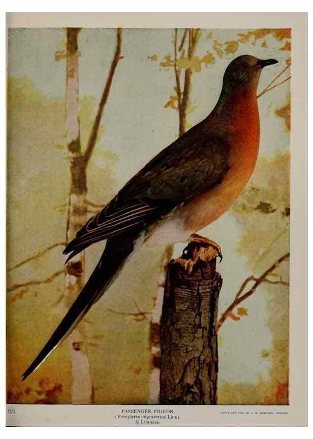 Reproducción/Reproduction 8343606660: Birds and nature in natural colors :. Chicago :A.W. Mumford, Publisher,1913-1914.