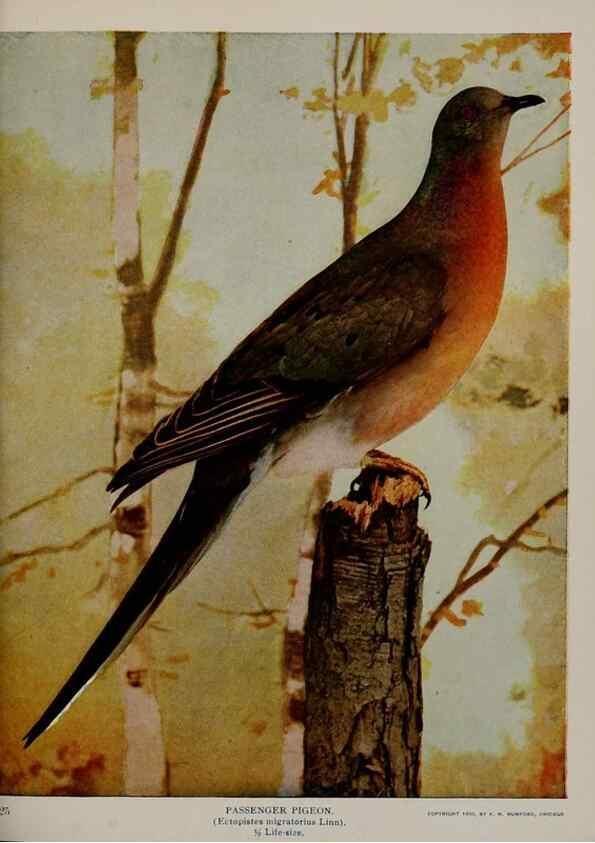 Reproducción/Reproduction 8343606660: Birds and nature in natural colors :. Chicago :A.W. Mumford, Publisher,1913-1914.