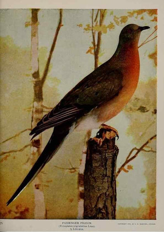 Reproducción/Reproduction 8343606660: Birds and nature in natural colors :. Chicago :A.W. Mumford, Publisher,1913-1914.