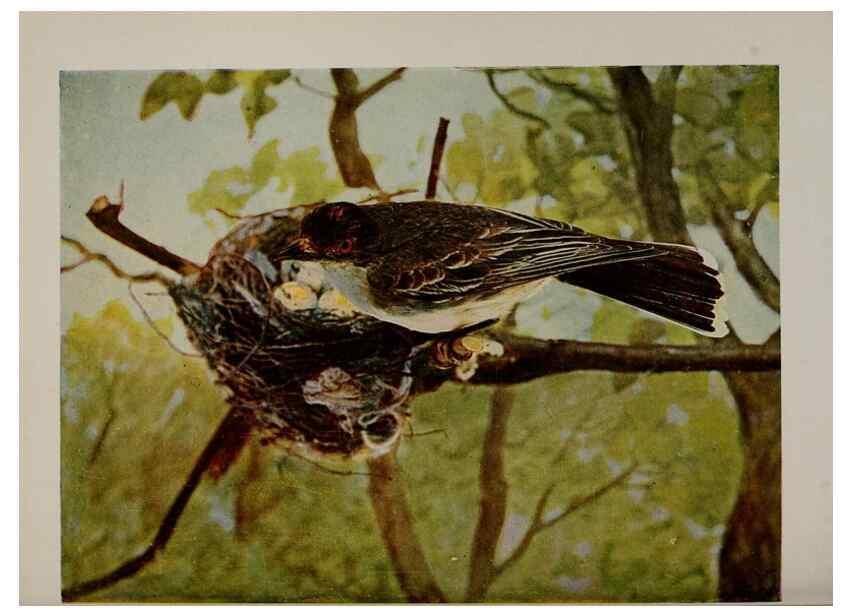 Reproducción/Reproduction 8342548649: Birds and nature in natural colors :. Chicago :A.W. Mumford, Publisher,1913-1914.