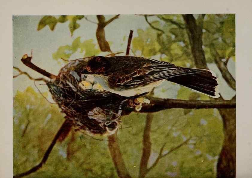 Reproducción/Reproduction 8342548649: Birds and nature in natural colors :. Chicago :A.W. Mumford, Publisher,1913-1914.