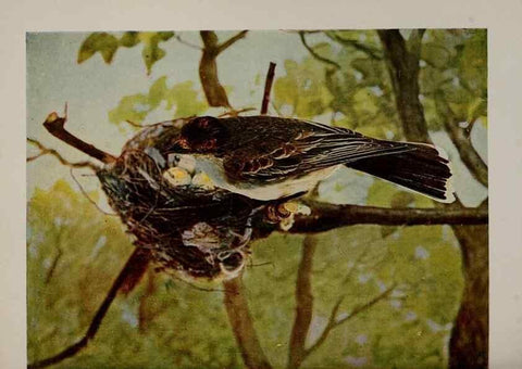 Reproducción/Reproduction 8342548649: Birds and nature in natural colors :. Chicago :A.W. Mumford, Publisher,1913-1914.