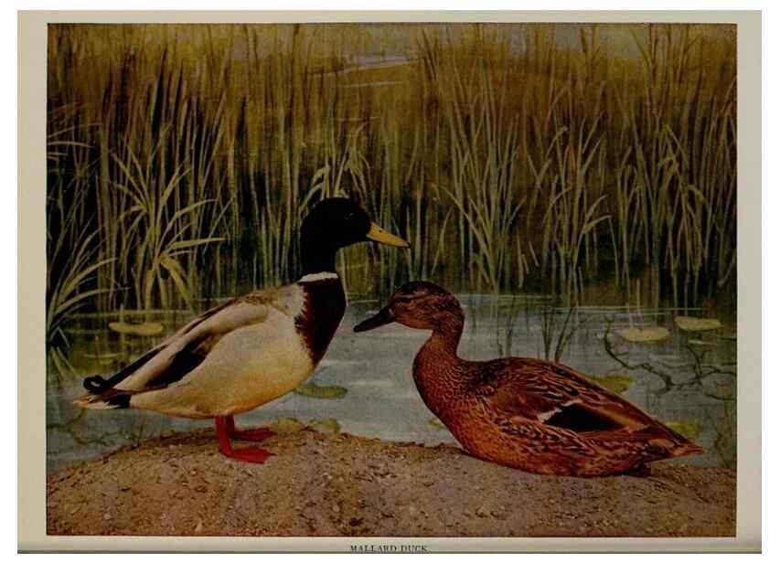 Reproducción/Reproduction 8343615022: Birds and nature in natural colors :. Chicago :A.W. Mumford, Publisher,1913-1914.