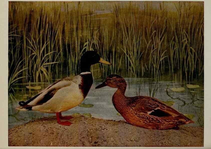 Reproducción/Reproduction 8343615022: Birds and nature in natural colors :. Chicago :A.W. Mumford, Publisher,1913-1914.
