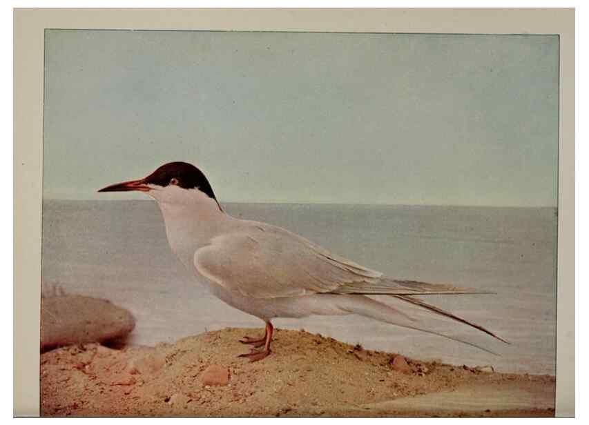 Reproducción/Reproduction 8343607842: Birds and nature in natural colors :. Chicago :A.W. Mumford, Publisher,1913-1914.