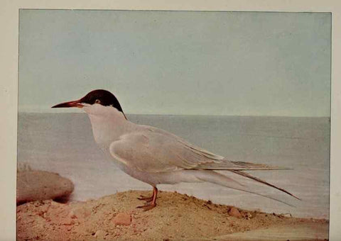 Reproducción/Reproduction 8343607842: Birds and nature in natural colors :. Chicago :A.W. Mumford, Publisher,1913-1914.