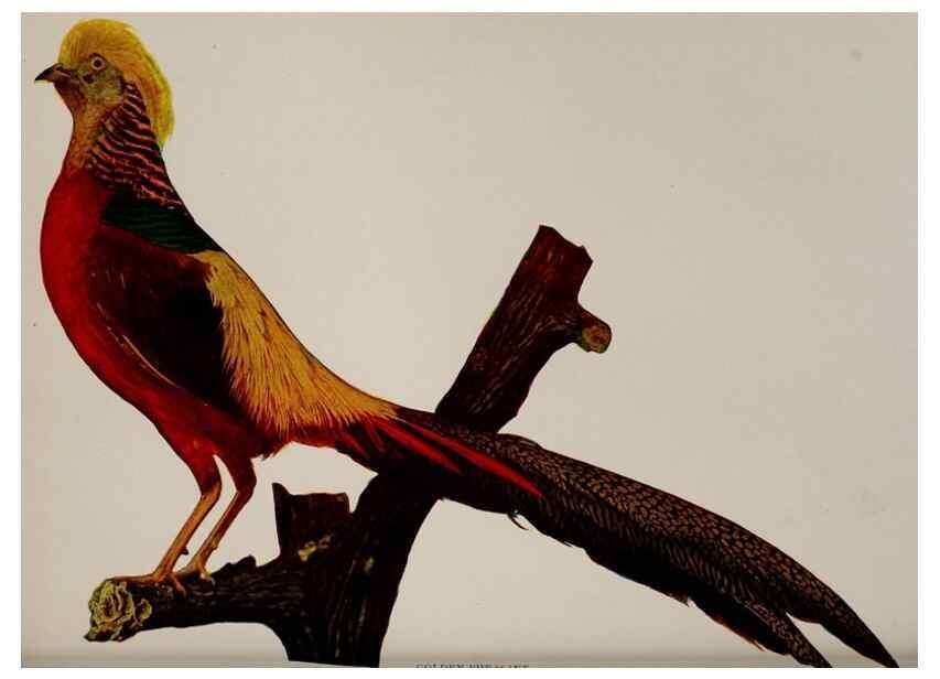Reproducción/Reproduction 8343609030: Birds and nature in natural colors :. Chicago :A.W. Mumford, Publisher,1913-1914.