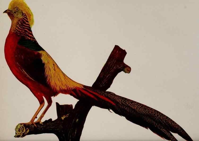 Reproducción/Reproduction 8343609030: Birds and nature in natural colors :. Chicago :A.W. Mumford, Publisher,1913-1914.