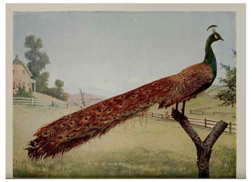 Reproducción/Reproduction 8343609652: Birds and nature in natural colors :. Chicago :A.W. Mumford, Publisher,1913-1914.