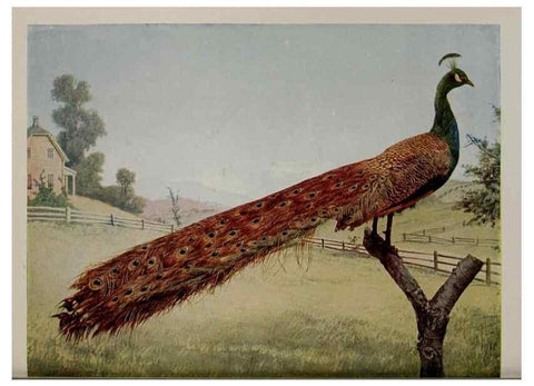 Reproducción/Reproduction 8343609652: Birds and nature in natural colors :. Chicago :A.W. Mumford, Publisher,1913-1914.