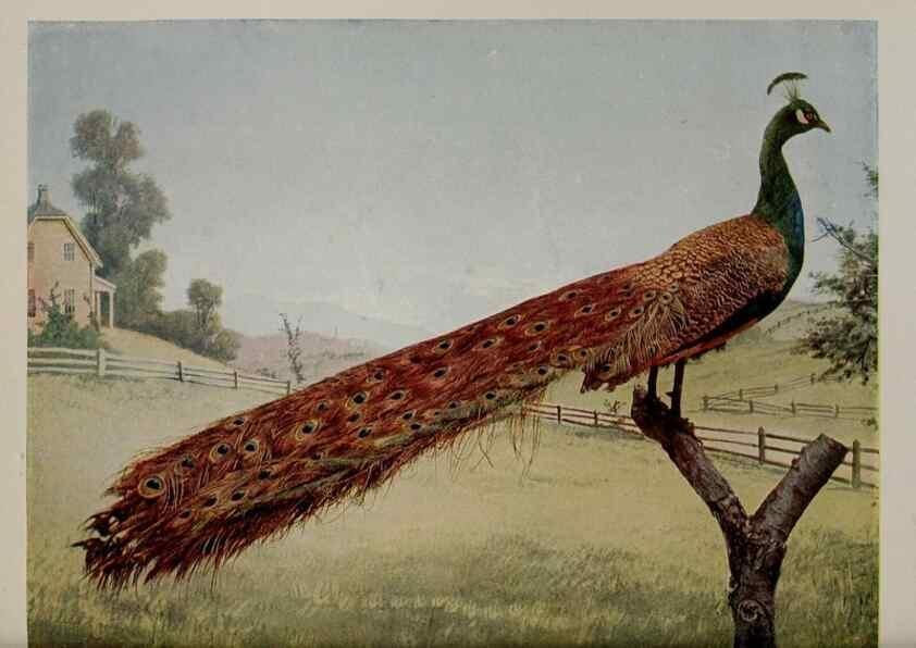 Reproducción/Reproduction 8343609652: Birds and nature in natural colors :. Chicago :A.W. Mumford, Publisher,1913-1914.