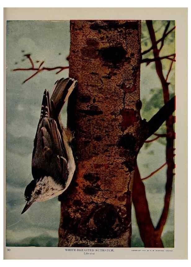 Reproducción/Reproduction 8343610168: Birds and nature in natural colors :. Chicago :A.W. Mumford, Publisher,1913-1914.