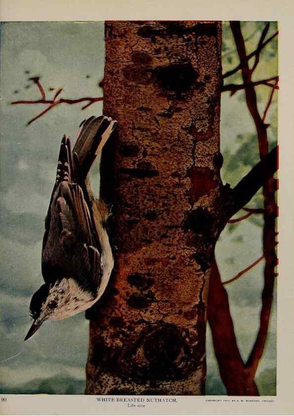 Reproducción/Reproduction 8343610168: Birds and nature in natural colors :. Chicago :A.W. Mumford, Publisher,1913-1914.