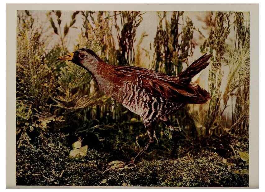 Reproducción/Reproduction 8342552485: Birds and nature in natural colors :. Chicago :A.W. Mumford, Publisher,1913-1914.