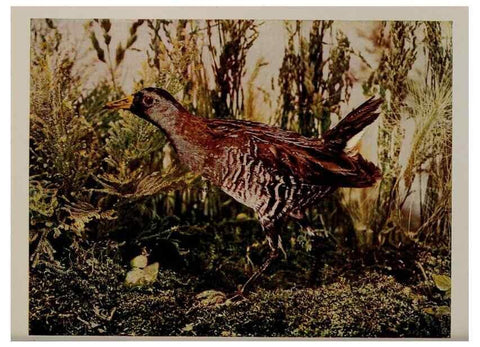 Reproducción/Reproduction 8342552485: Birds and nature in natural colors :. Chicago :A.W. Mumford, Publisher,1913-1914.
