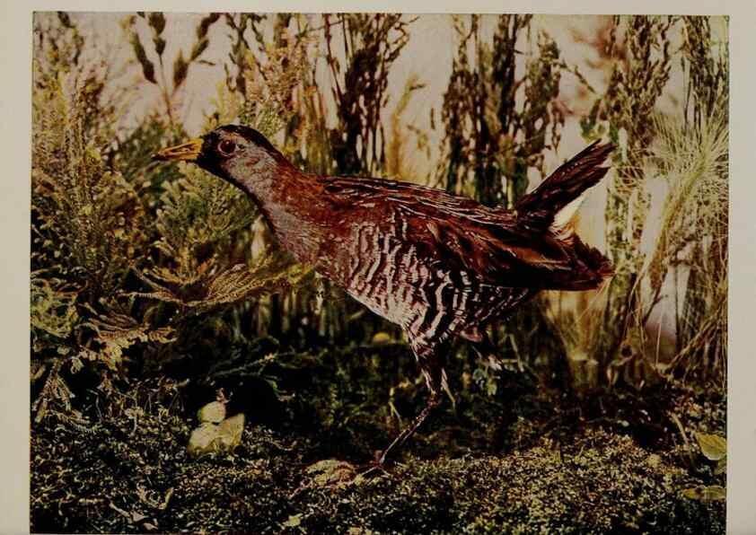 Reproducción/Reproduction 8342552485: Birds and nature in natural colors :. Chicago :A.W. Mumford, Publisher,1913-1914.