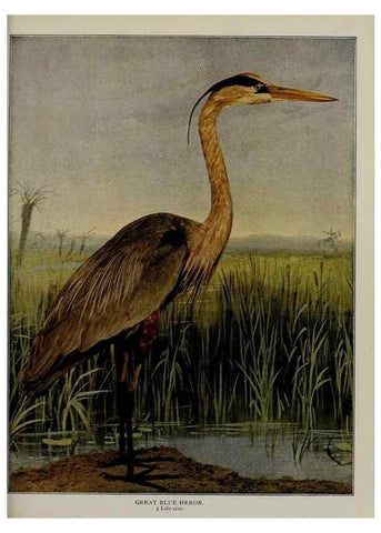 Reproducción/Reproduction 8342553287: Birds and nature in natural colors :. Chicago :A.W. Mumford, Publisher,1913-1914.