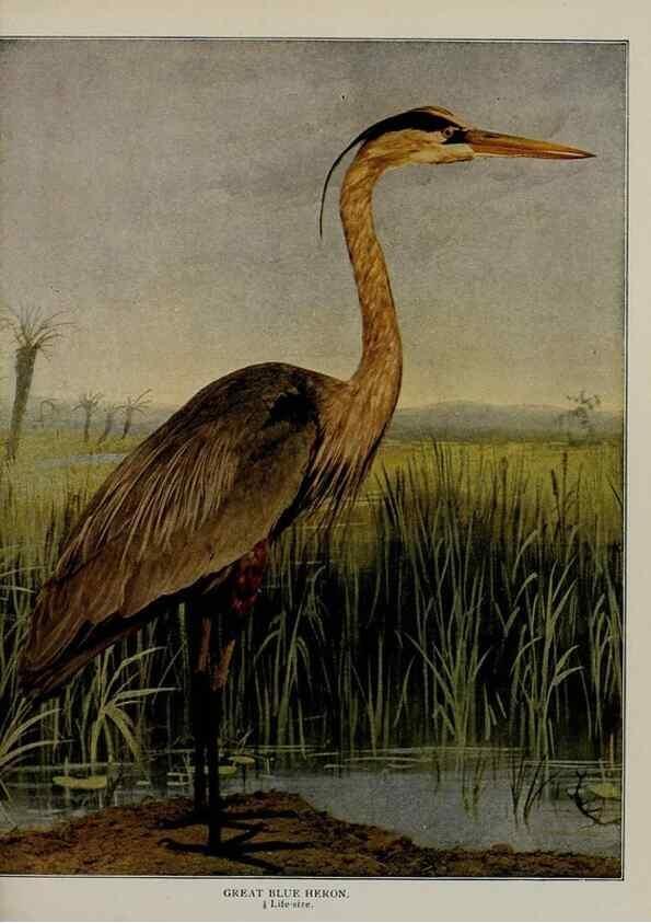 Reproducción/Reproduction 8342553287: Birds and nature in natural colors :. Chicago :A.W. Mumford, Publisher,1913-1914.