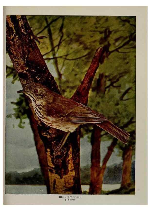 Reproducción/Reproduction 8342554307: Birds and nature in natural colors :. Chicago :A.W. Mumford, Publisher,1913-1914.