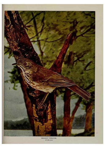 Reproducción/Reproduction 8342554307: Birds and nature in natural colors :. Chicago :A.W. Mumford, Publisher,1913-1914.