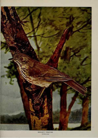 Reproducción/Reproduction 8342554307: Birds and nature in natural colors :. Chicago :A.W. Mumford, Publisher,1913-1914.