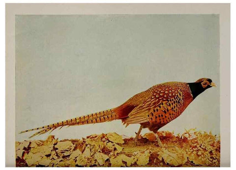Reproducción/Reproduction 8343613918: Birds and nature in natural colors :. Chicago :A.W. Mumford, Publisher,1913-1914.