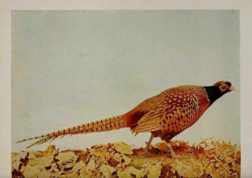 Reproducción/Reproduction 8343613918: Birds and nature in natural colors :. Chicago :A.W. Mumford, Publisher,1913-1914.