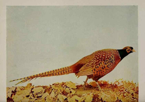 Reproducción/Reproduction 8343613918: Birds and nature in natural colors :. Chicago :A.W. Mumford, Publisher,1913-1914.