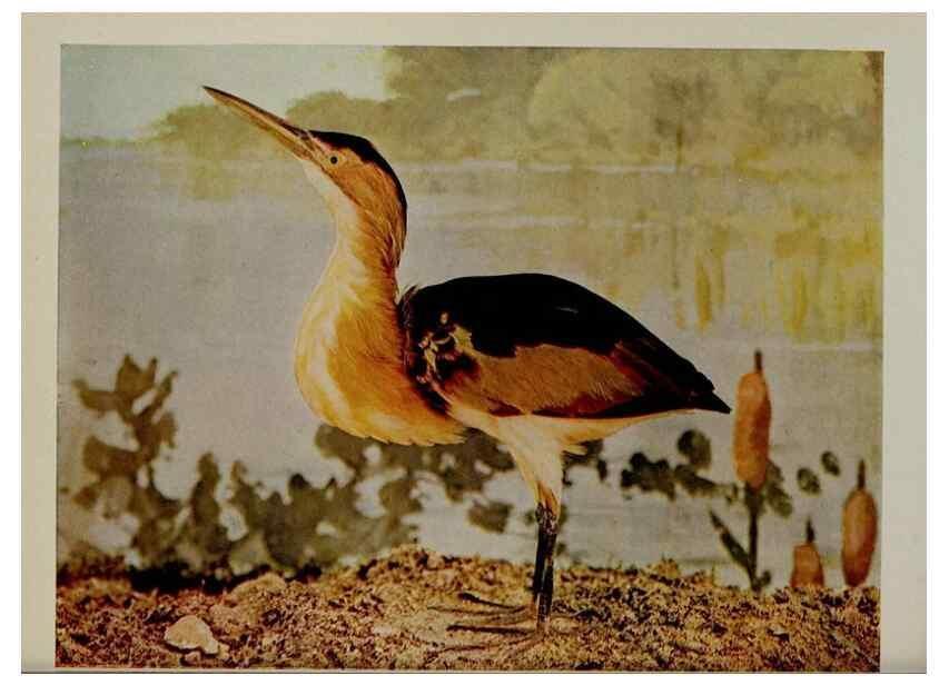 Reproducción/Reproduction 8342549729: Birds and nature in natural colors :. Chicago :A.W. Mumford, Publisher,1913-1914.