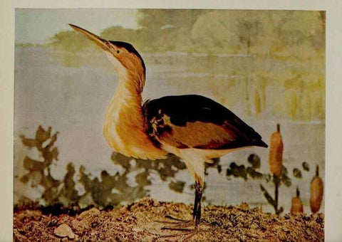Reproducción/Reproduction 8342549729: Birds and nature in natural colors :. Chicago :A.W. Mumford, Publisher,1913-1914.
