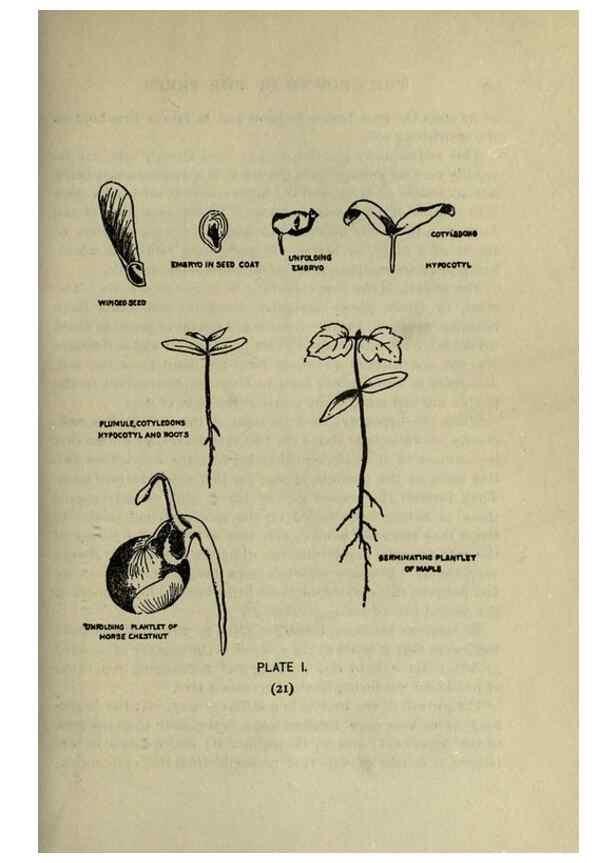 Reproducción/Reproduction 8434825869: A guide to the trees;. New YorkF.A. Stokes[c1900]
