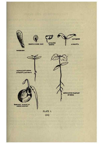 Reproducción/Reproduction 8434825869: A guide to the trees;. New YorkF.A. Stokes[c1900]