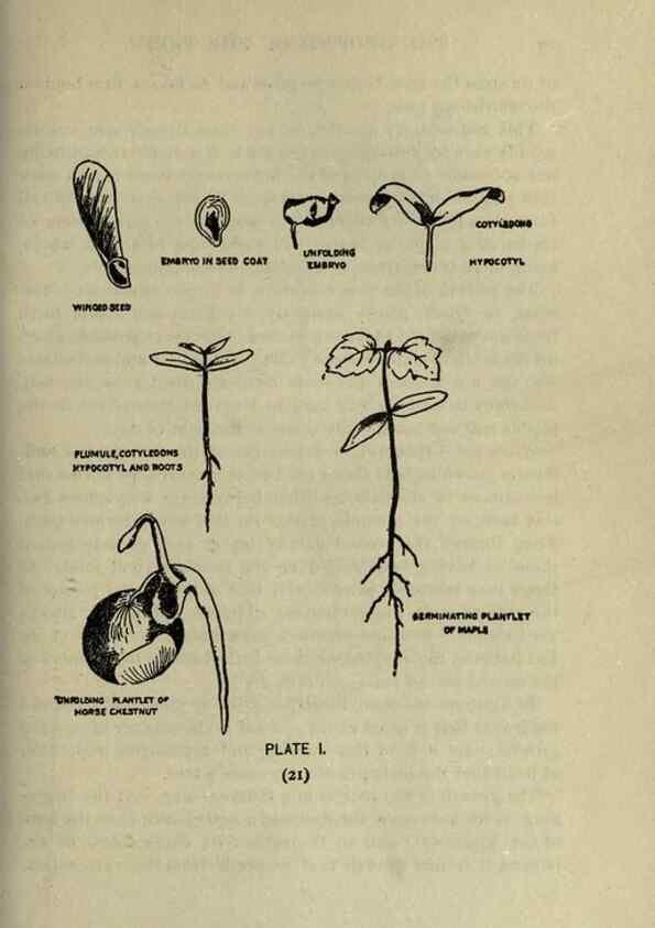 Reproducción/Reproduction 8434825869: A guide to the trees;. New YorkF.A. Stokes[c1900]