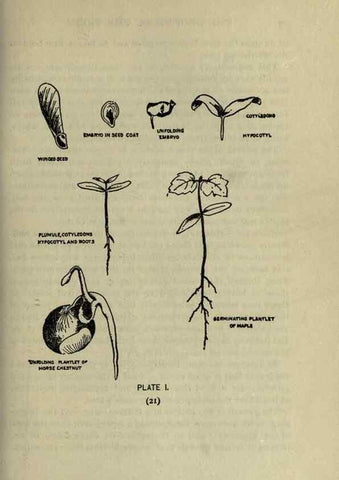 Reproducción/Reproduction 8434825869: A guide to the trees;. New YorkF.A. Stokes[c1900]