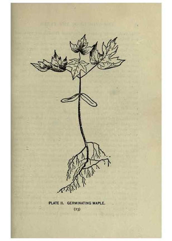 Reproducción/Reproduction 8435910434: A guide to the trees;. New YorkF.A. Stokes[c1900]