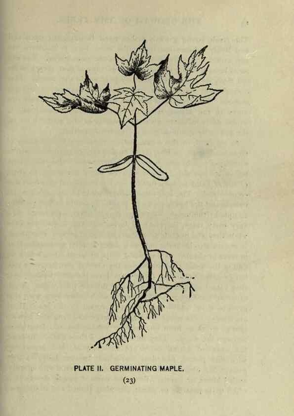 Reproducción/Reproduction 8435910434: A guide to the trees;. New YorkF.A. Stokes[c1900]