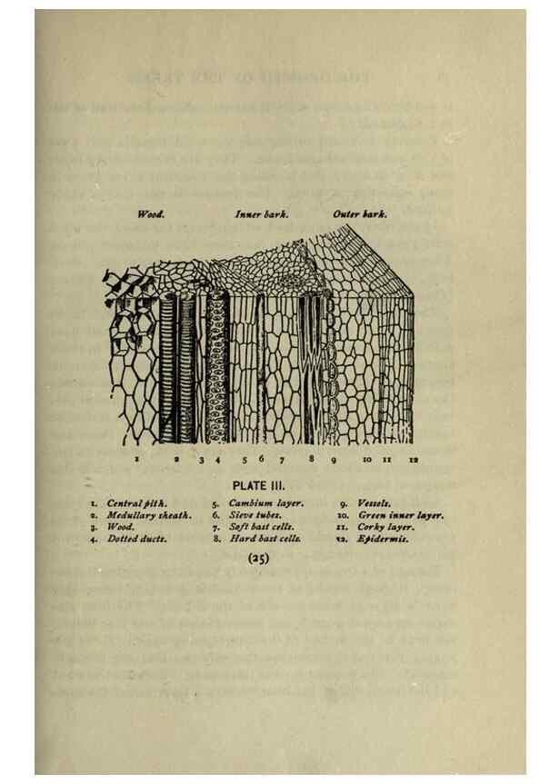 Reproducción/Reproduction 8434826765: A guide to the trees;. New YorkF.A. Stokes[c1900]