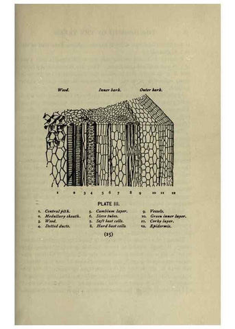 Reproducción/Reproduction 8434826765: A guide to the trees;. New YorkF.A. Stokes[c1900]