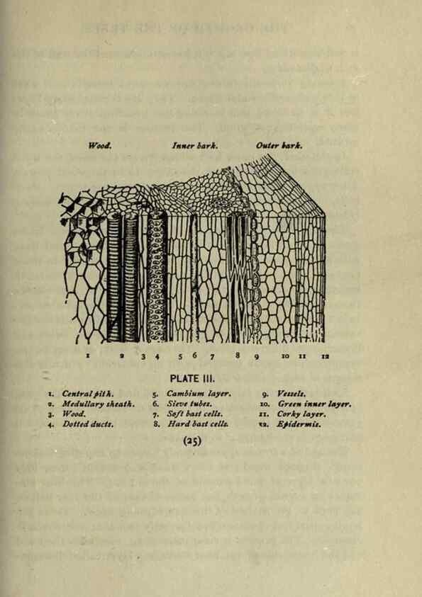 Reproducción/Reproduction 8434826765: A guide to the trees;. New YorkF.A. Stokes[c1900]