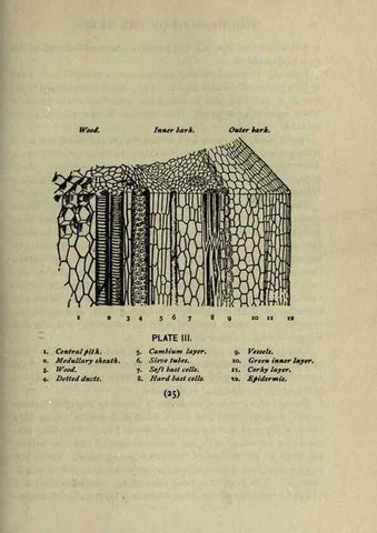Reproducción/Reproduction 8434826765: A guide to the trees;. New YorkF.A. Stokes[c1900]