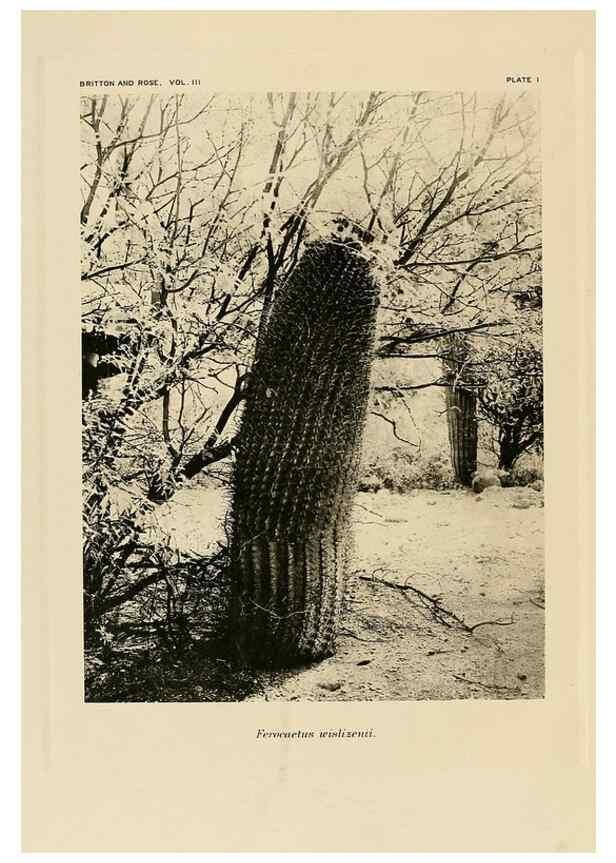 Reproducción/Reproduction 8567979809: The Cactaceae :. Washington :Carnegie Institution of Washington,1919-1923.