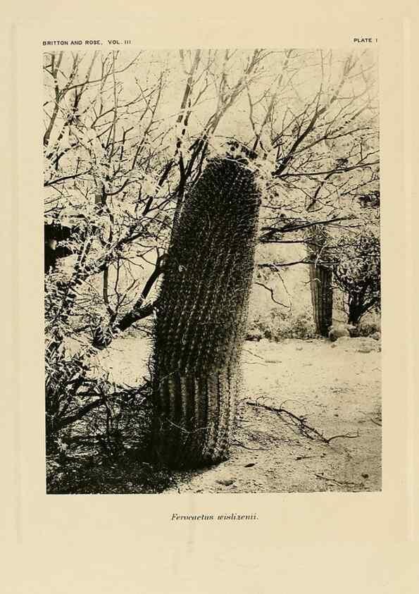 Reproducción/Reproduction 8567979809: The Cactaceae :. Washington :Carnegie Institution of Washington,1919-1923.