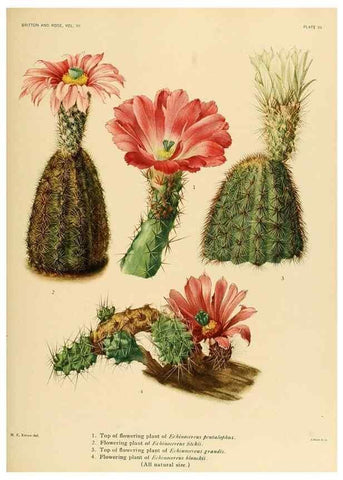 Reproducción/Reproduction 8569078748: The Cactaceae :. Washington :Carnegie Institution of Washington,1919-1923.