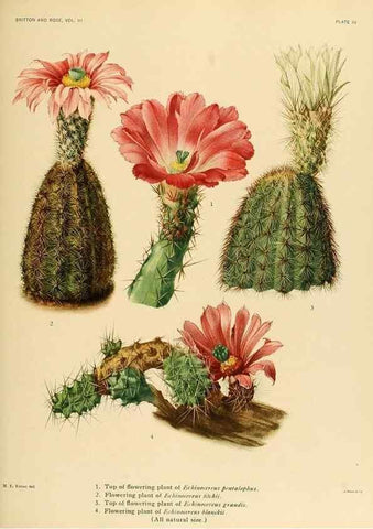 Reproducción/Reproduction 8569078748: The Cactaceae :. Washington :Carnegie Institution of Washington,1919-1923.