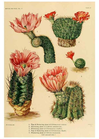 Reproducción/Reproduction 8569079602: The Cactaceae :. Washington :Carnegie Institution of Washington,1919-1923.