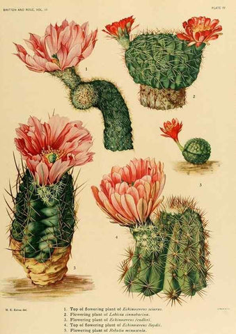 Reproducción/Reproduction 8569079602: The Cactaceae :. Washington :Carnegie Institution of Washington,1919-1923.