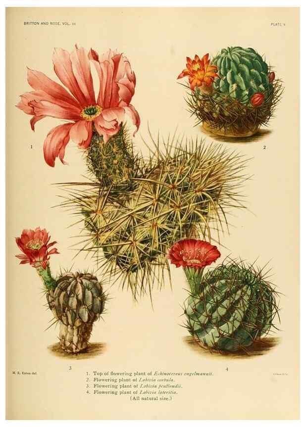 Reproducción/Reproduction 8569080148: The Cactaceae :. Washington :Carnegie Institution of Washington,1919-1923.