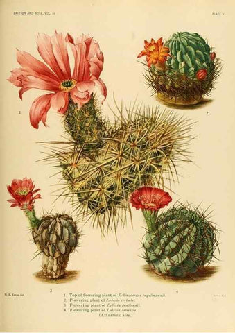Reproducción/Reproduction 8569080148: The Cactaceae :. Washington :Carnegie Institution of Washington,1919-1923.