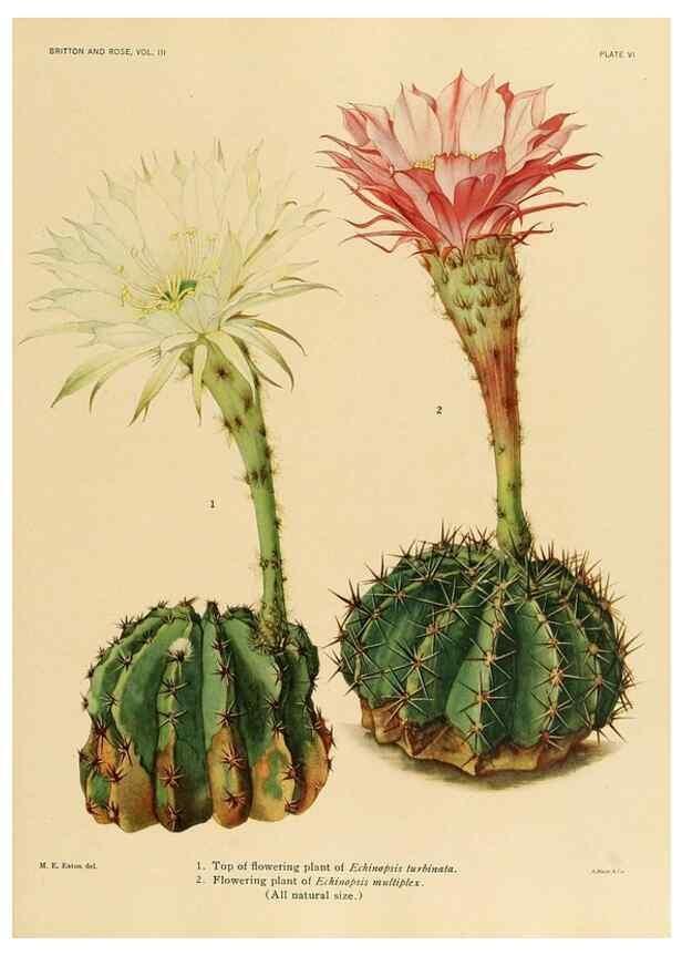 Reproducción/Reproduction 8567982825: The Cactaceae :. Washington :Carnegie Institution of Washington,1919-1923.